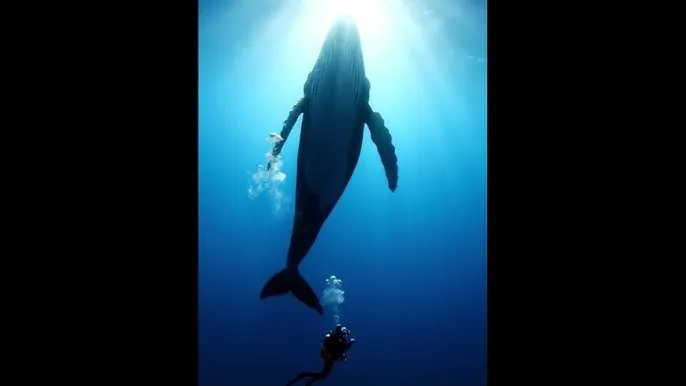 赘婿电视剧免费播放 - 深蓝星球：探索海洋深处的未知世界